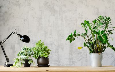 Office Wallpaper Installation in Denver, CO